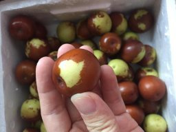 亞馬遜:商品評(píng)論: 秋里紅 黃驊鮮冬棗5斤 保鮮盒裝 黃驊孔店冬棗示范基地 現(xiàn)摘現(xiàn)發(fā)(當(dāng)天下單,通常第二天采摘、發(fā)貨)