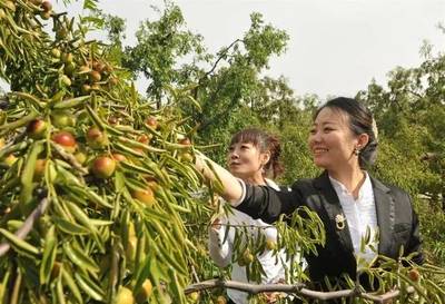 滄州2019中國(guó)農(nóng)民豐收節(jié)暨黃驊冬棗節(jié)即將盛大開(kāi)幕